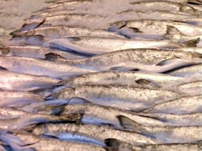 COMERCIO - PESCADO FRESCO